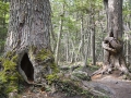 Nationalpark Tierra del Fuego