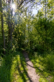 Waldweg  entlang der Elster