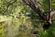 Weiße Elster