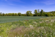 Feld mit Wildblumenrandstreifen