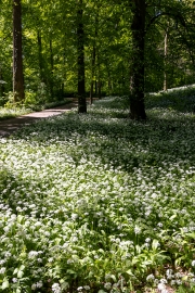 Schlosspark Bad Köstritz