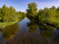 Elster