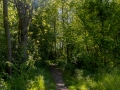 Waldweg  entlang der Elster