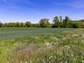 Feld mit Wildblumenrandstreifen