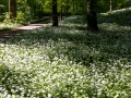 Schlosspark Bad Köstritz