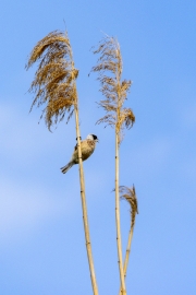 Beutelmeise (Remiz pendulinus)