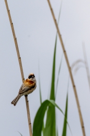Beutelmeise (Remiz pendulinus)
