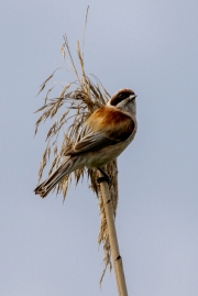 Beutelmeise (Remiz pendulinus)