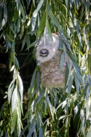Beutelmeise (Remiz pendulinus) mit Nest