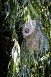 Beutelmeise (Remiz pendulinus) mit Nest