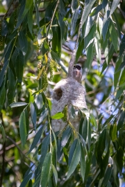 Beutelmeise (Remiz pendulinus) mit Nest