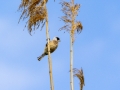 Beutelmeise (Remiz pendulinus)