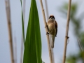 Beutelmeise (Remiz pendulinus)