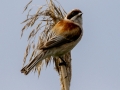 Beutelmeise (Remiz pendulinus)