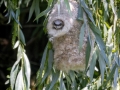 Beutelmeise (Remiz pendulinus) im Nest