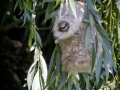 Beutelmeise (Remiz pendulinus) im Nest