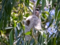 Beutelmeise (Remiz pendulinus) auf Nest