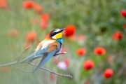 Bienenfresser (Merops apiaster)