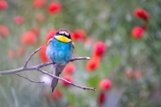 Bienenfresser (Merops apiaster)