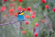 Bienenfresser (Merops apiaster)