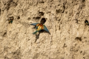 Bienenfresser (Merops apiaster)