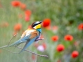 Bienenfresser (Merops apiaster)