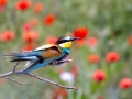 Bienenfresser (Merops apiaster)