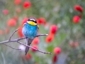 Bienenfresser (Merops apiaster)