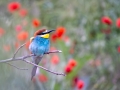 Bienenfresser (Merops apiaster)