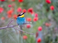 Bienenfresser (Merops apiaster)