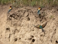 Bienenfresser (Merops apiaster)