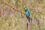 Bienenfresser (Merops apiaster)