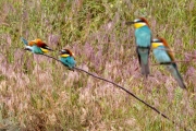 Bienenfresser (Merops apiaster)