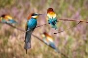 Bienenfresser (Merops apiaster)