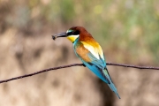 Bienenfresser (Merops apiaster)