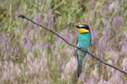 Bienenfresser (Merops apiaster)