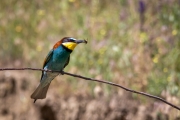 Bienenfresser (Merops apiaster)