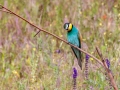 Bienenfresser (Merops apiaster)