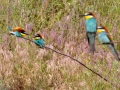 Bienenfresser (Merops apiaster)