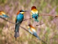 Bienenfresser (Merops apiaster)