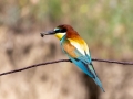 Bienenfresser (Merops apiaster)