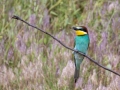 Bienenfresser (Merops apiaster)