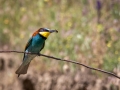 Bienenfresser (Merops apiaster)