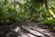 Waldweg, Bird Island