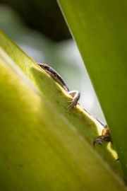 Trachylepis wrightii wrightii