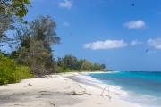 Strand, Bird Island