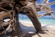 Strand, Bird Island