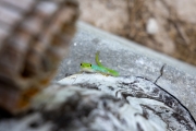Taggecko, Phelsuma sundbergi longinsulae