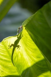 Taggecko, Phelsuma sundbergi longinsulae