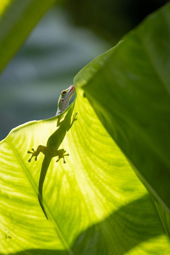 Taggecko, Phelsuma sundbergi longinsulae